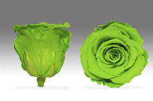 Load image into Gallery viewer, The Beauty and the Beast Rose big with Eternity Roses | The Prestige Roses Spain