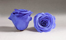 Load image into Gallery viewer, The Beauty and the Beast Rose big with Eternity Roses | The Prestige Roses Spain