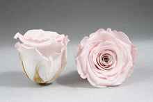 Load image into Gallery viewer, White Medium Box with pink Eternity Roses | The Prestige Roses Spain