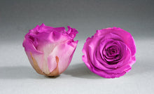 Load image into Gallery viewer, The Beauty and the Beast Rose small with Eternity Roses | The Prestige Roses Spain