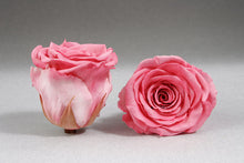 Load image into Gallery viewer, The Beauty and the Beast Rose small with Eternity Roses | The Prestige Roses Spain