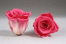 Load image into Gallery viewer, The Beauty and the Beast Rose small with Eternity Roses | The Prestige Roses Spain