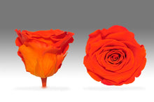 Load image into Gallery viewer, The Beauty and the Beast Rose small with Eternity Roses | The Prestige Roses Spain