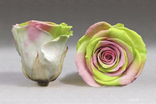 Load image into Gallery viewer, The Beauty and the Beast Rose small with Eternity Roses | The Prestige Roses Spain