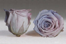 Load image into Gallery viewer, The Beauty and the Beast Rose small with Eternity Roses | The Prestige Roses Spain