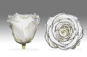 The Beauty and the Beast Rose small with Eternity Roses | The Prestige Roses Spain