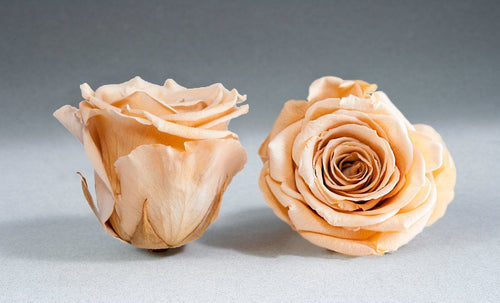 Caja Negro Cuadrado de Rosas Eternas Melocoton | The Prestige Roses - The Prestige Roses Madrid