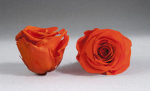 Load image into Gallery viewer, The Beauty and the Beast Rose small with Eternity Roses | The Prestige Roses Spain