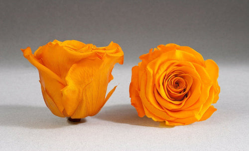White Big Box with orange Eternity Roses | The Prestige Roses Spain