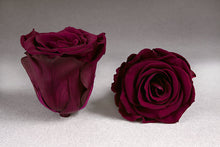 Load image into Gallery viewer, The Beauty and the Beast Rose small with Eternity Roses | The Prestige Roses Spain