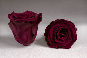 Black Prestige Box - The Prestige Roses Spain