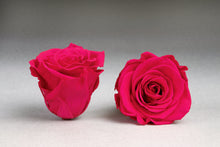 Load image into Gallery viewer, The Beauty and the Beast Rose small with Eternity Roses | The Prestige Roses Spain