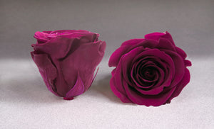 The Beauty and the Beast Rose small with Eternity Roses | The Prestige Roses Spain