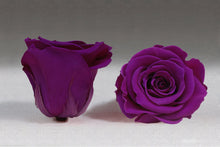 Load image into Gallery viewer, The Beauty and the Beast Rose small with Eternity Roses | The Prestige Roses Spain