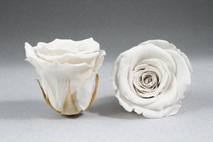 White Square Box with white Eternity Roses | The Prestige Roses Spain