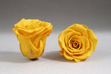 Load image into Gallery viewer, The Beauty and the Beast Rose small with Eternity Roses | The Prestige Roses Spain