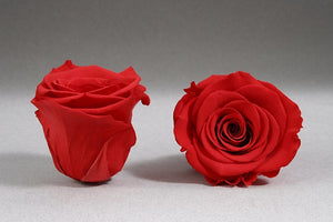 Caja Blanco Mediano de Rosas Eternas Rojas | The Prestige Roses - The Prestige Roses Madrid