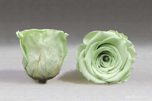 White Medium Box with green Eternity Roses | The Prestige Roses Spain