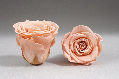 White Mini Box with peach Eternity Roses | The Prestige Roses Spain