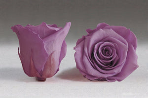 White Mini Box with purple Eternity Roses | The Prestige Roses Spain