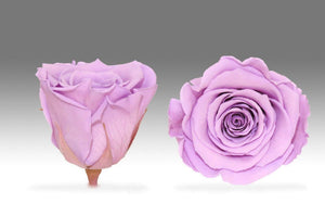 White Mini Box with purple Eternity Roses | The Prestige Roses Spain