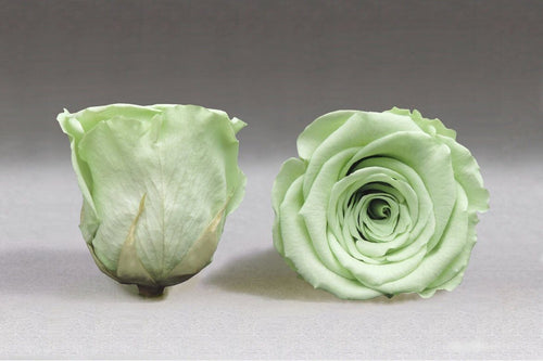 White Mini Box with green Eternity Roses | The Prestige Roses Spain