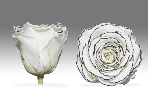Black Medium Box with white Eternity Roses | The Prestige Roses Spain